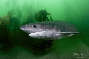 Sevengill shark, False bay, South Africa by Filip Staes 